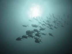 A schol of permit that are resident at "Sharks Cave) off ... by Martin Spragg 